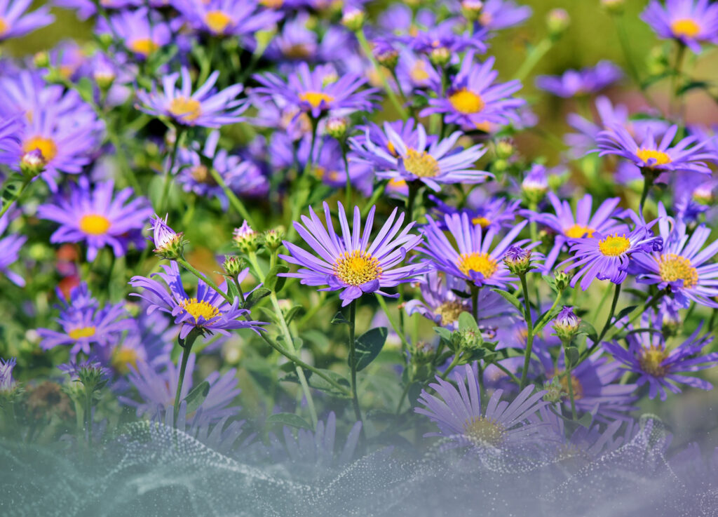 Cookridge Garden Club - Logo Design in Leeds
